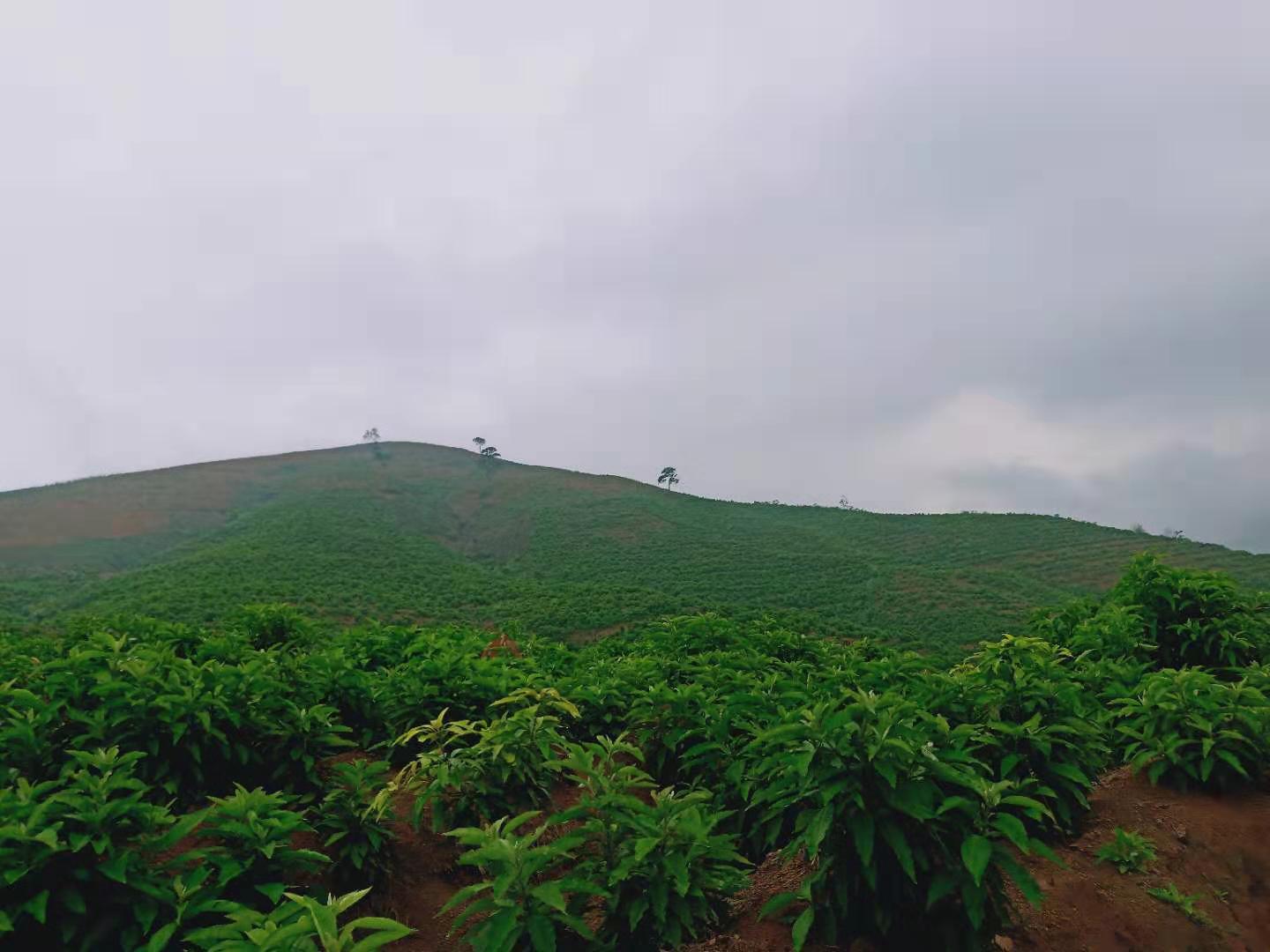 贵州艾纳香种植图片